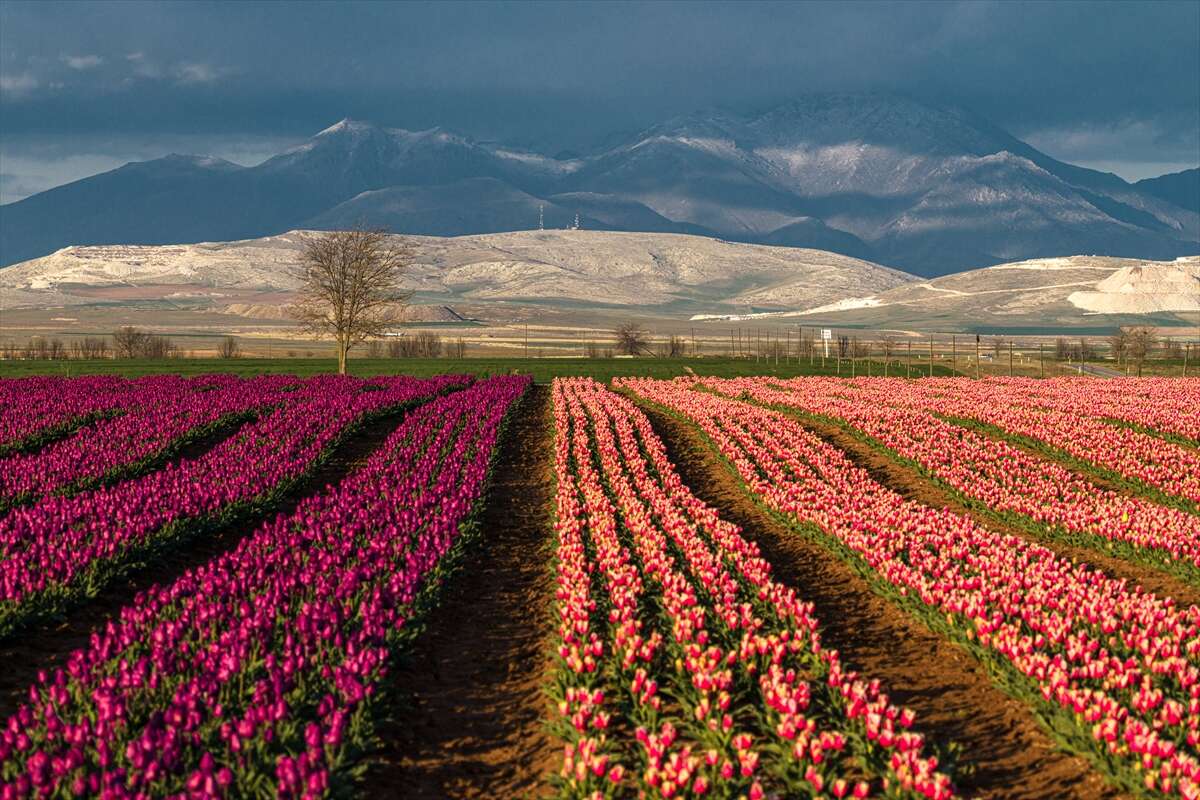 Konya’dan günübirlik kaçanlar çok! Ünlü lale cenneti ziyaretçilerini bekliyor 9